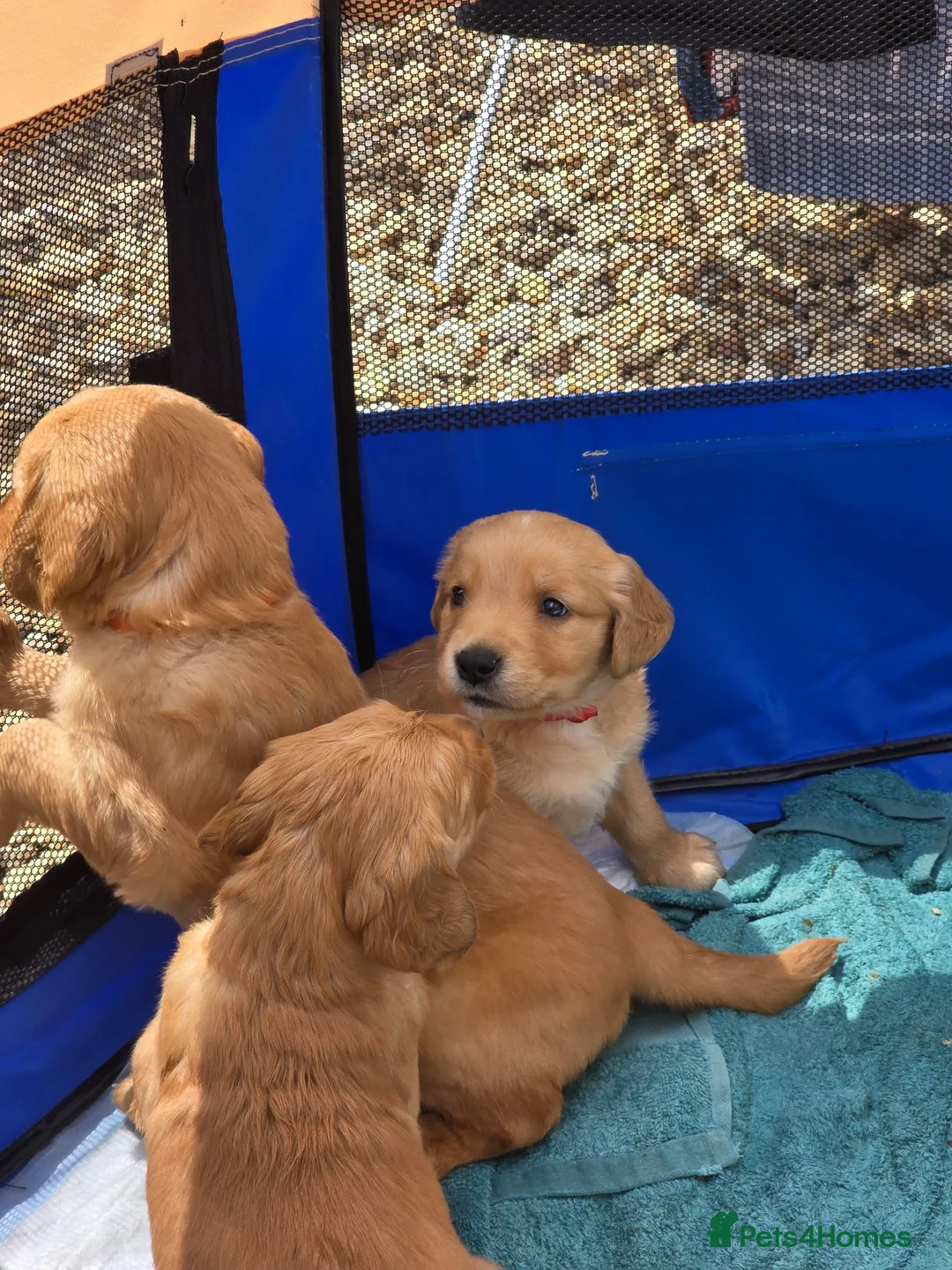 Golden Retriever dogs for sale: Stunning dark Golden retriever puppies in Boston - Advert 12