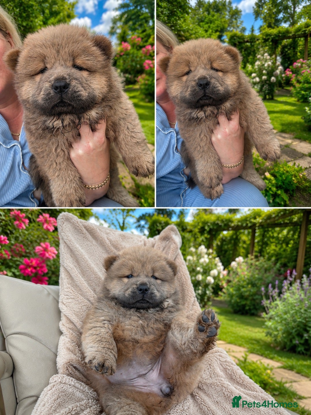 Chow Chow dogs Chow chow puppies - Advert 2
