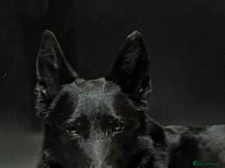 German Shepherd dogs - Advert 1