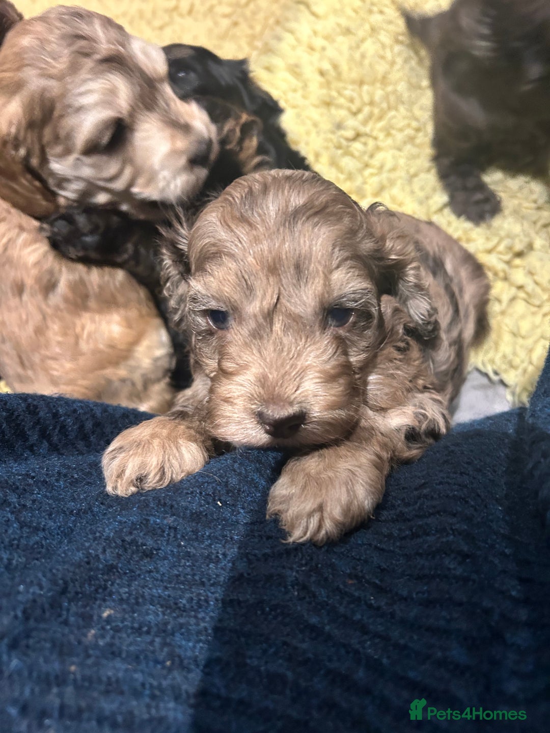 Cockapoo dogs for sale: Cockapoo puppies  - Advert 7