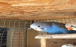 Budgerigars birds for sale: Budgies - Image 6
