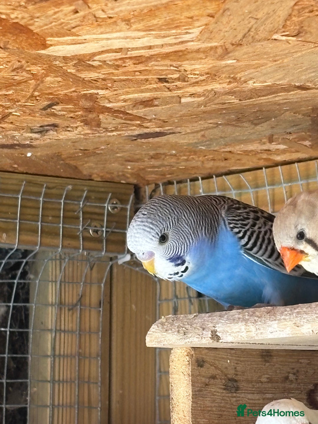 Budgerigars birds for sale: Budgies - Image 6