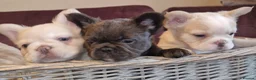 French Bulldog dogs for stud: Licensed breeder! Fluffy frenchie litter due July  - Advert 26