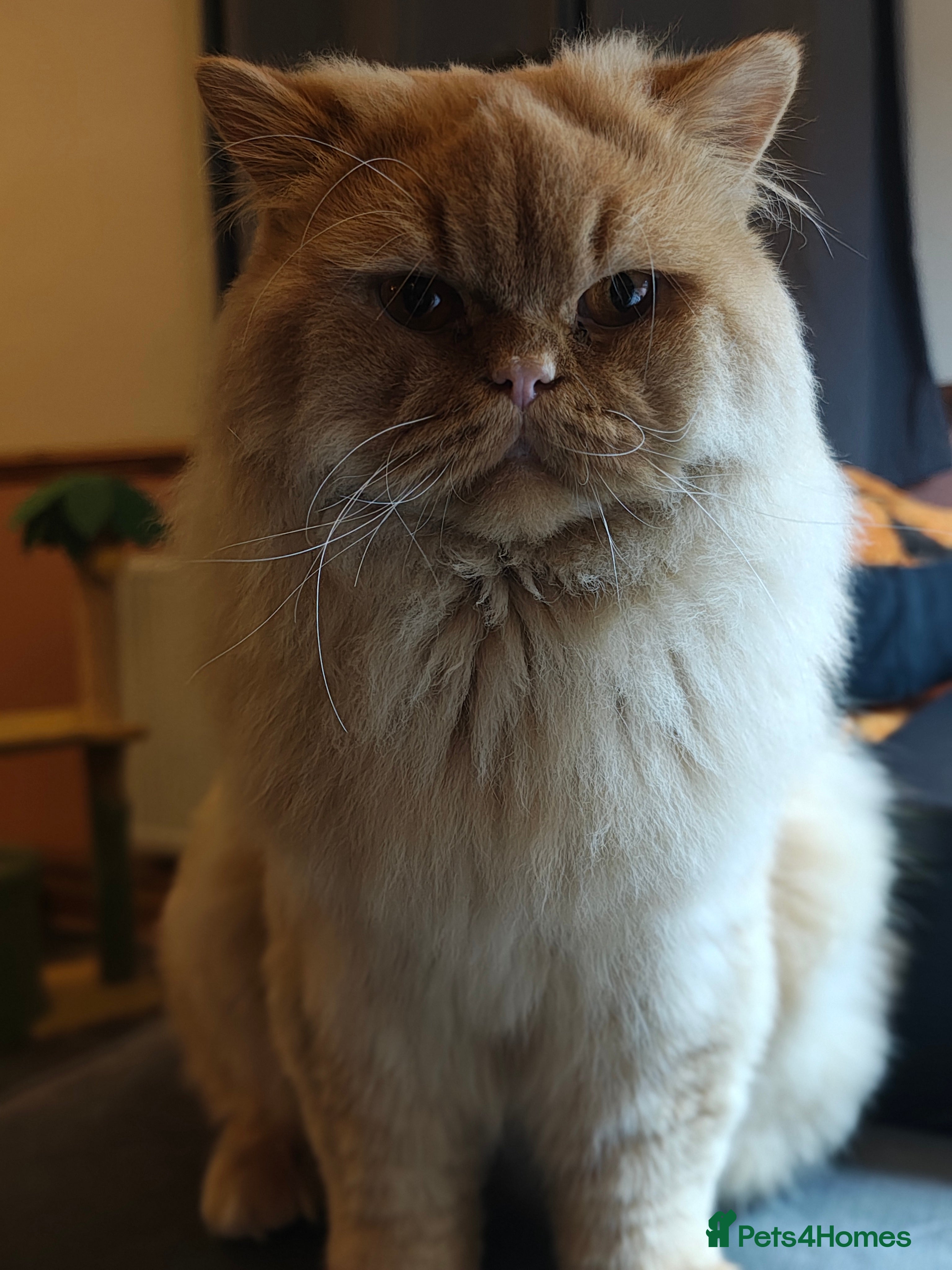 British Longhair cats Proven red British Longhair boy GCCF  - Advert 1