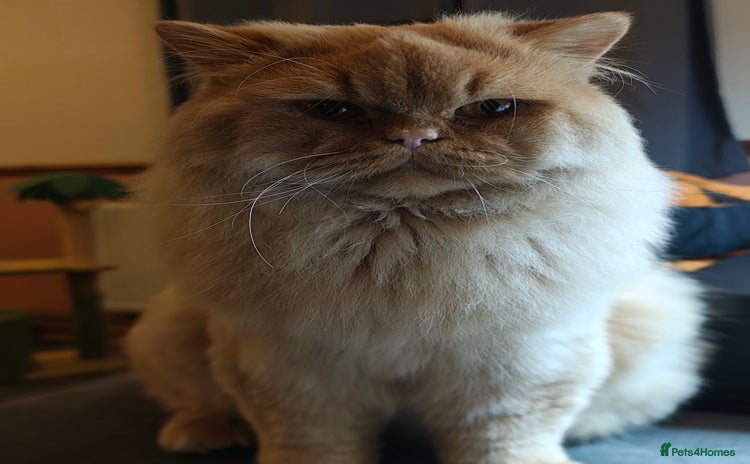 British Longhair cats - Advert 10