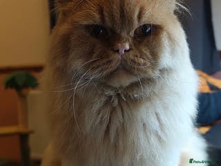 British Longhair cats Proven red British Longhair boy GCCF - Advert 1