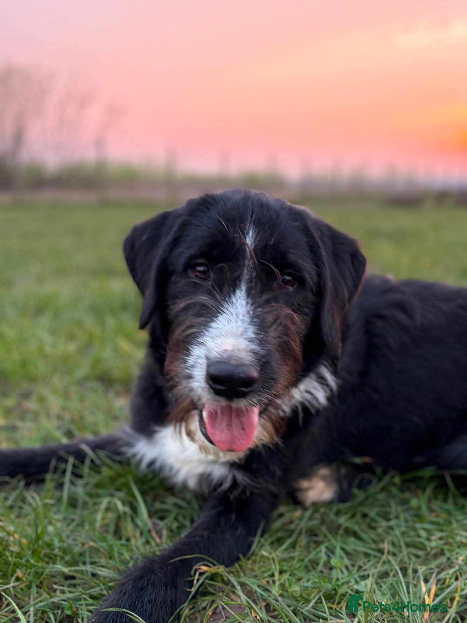 Mixed Breed dogs Donnie - A Loyal Companion For The Right Home - Advert 18