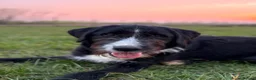 Mixed Breed dogs for adoption: Donnie - A Loyal Companion For The Right Home - Advert 1