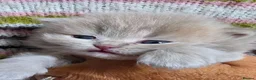 British Longhair cats for sale: TICA Registered British longhair kittens - Advert 13