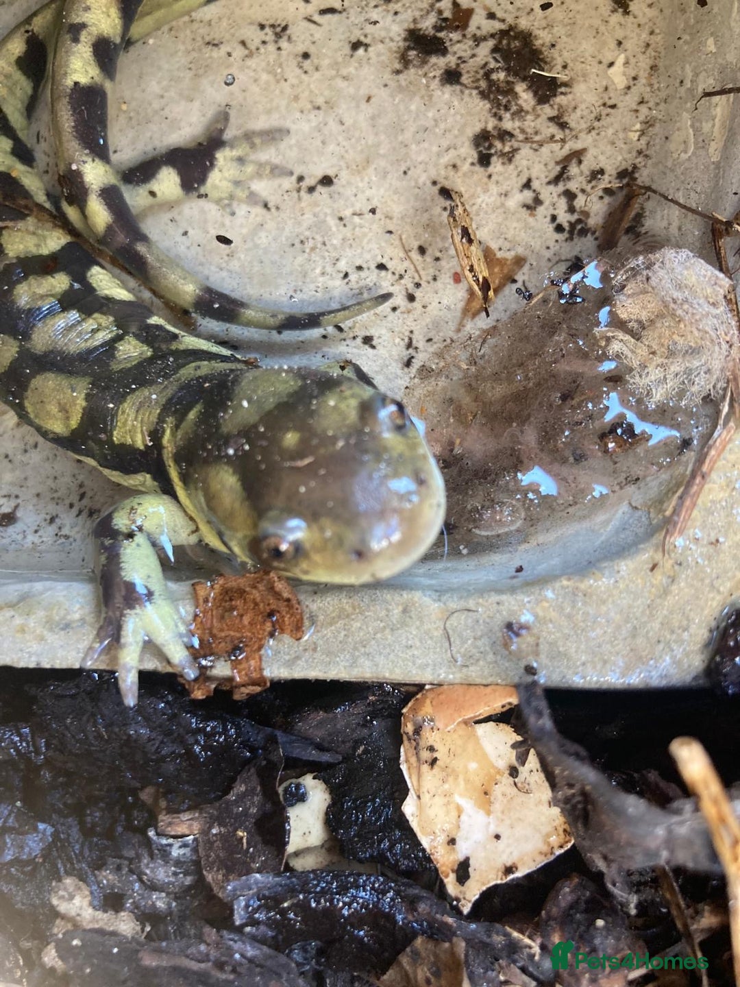 Axolotl reptiles for sale: Tiger salamanders CB April 2025 - Image 3