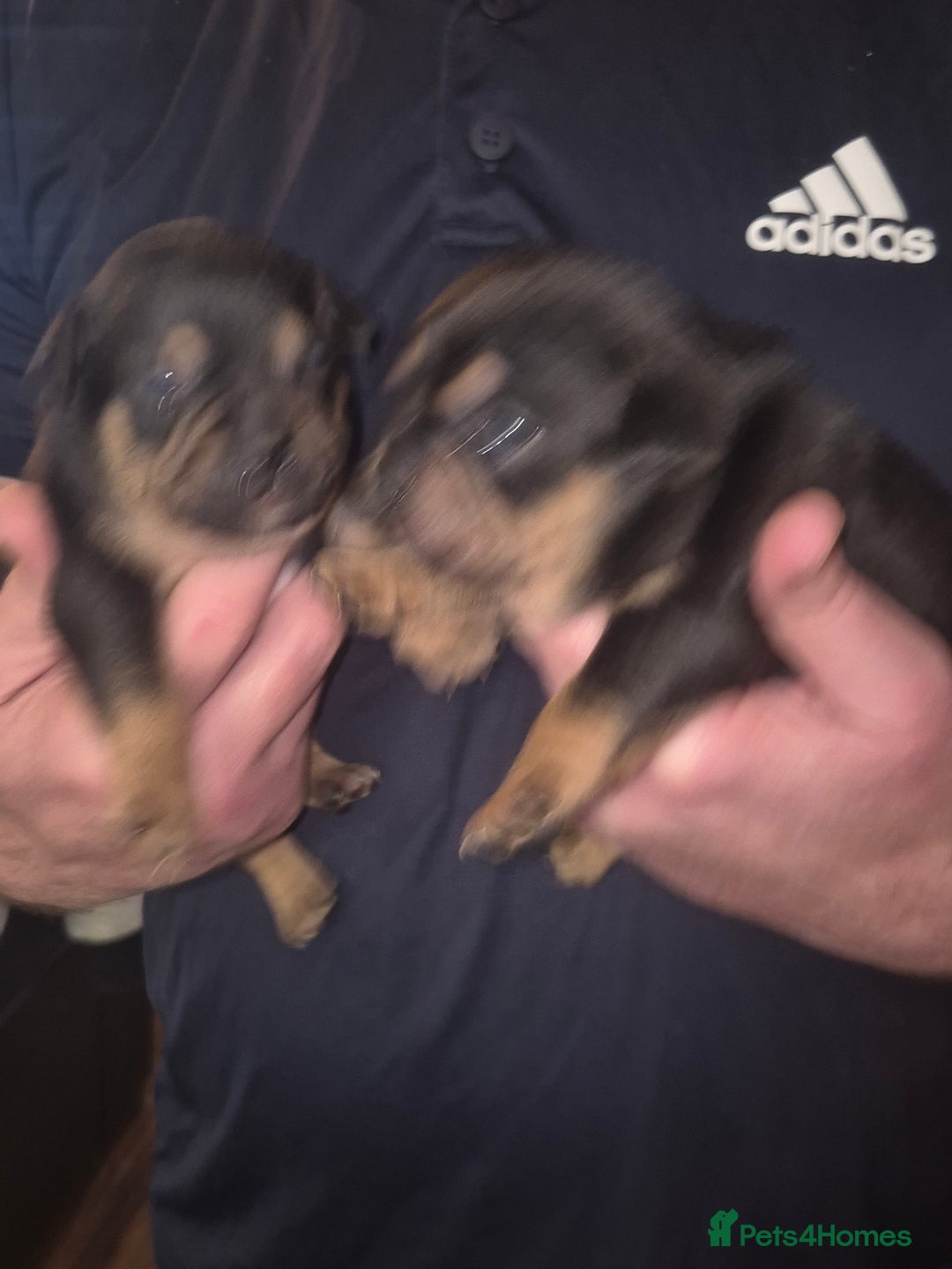 Mixed Breed dogs for sale: French bulldog x jack russell - Advert 13