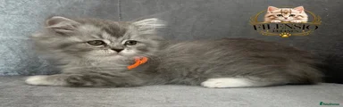 RagaMuffin 3