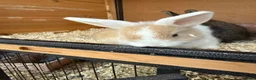 Mixed Breed rabbits for sale: Various rabbits for sale  - Advert 13