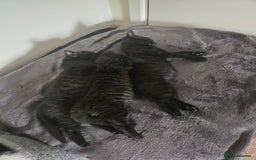Mixed Breed cats for sale: Ragdoll X Kittens - Image 23