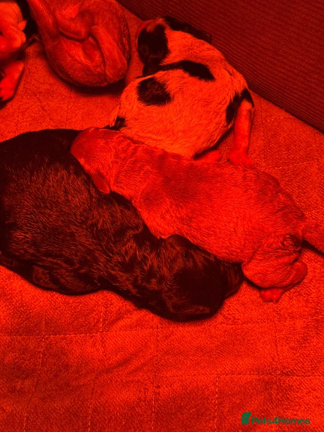 Cockapoo dogs for sale: Stunning cockapoos  - Advert 4