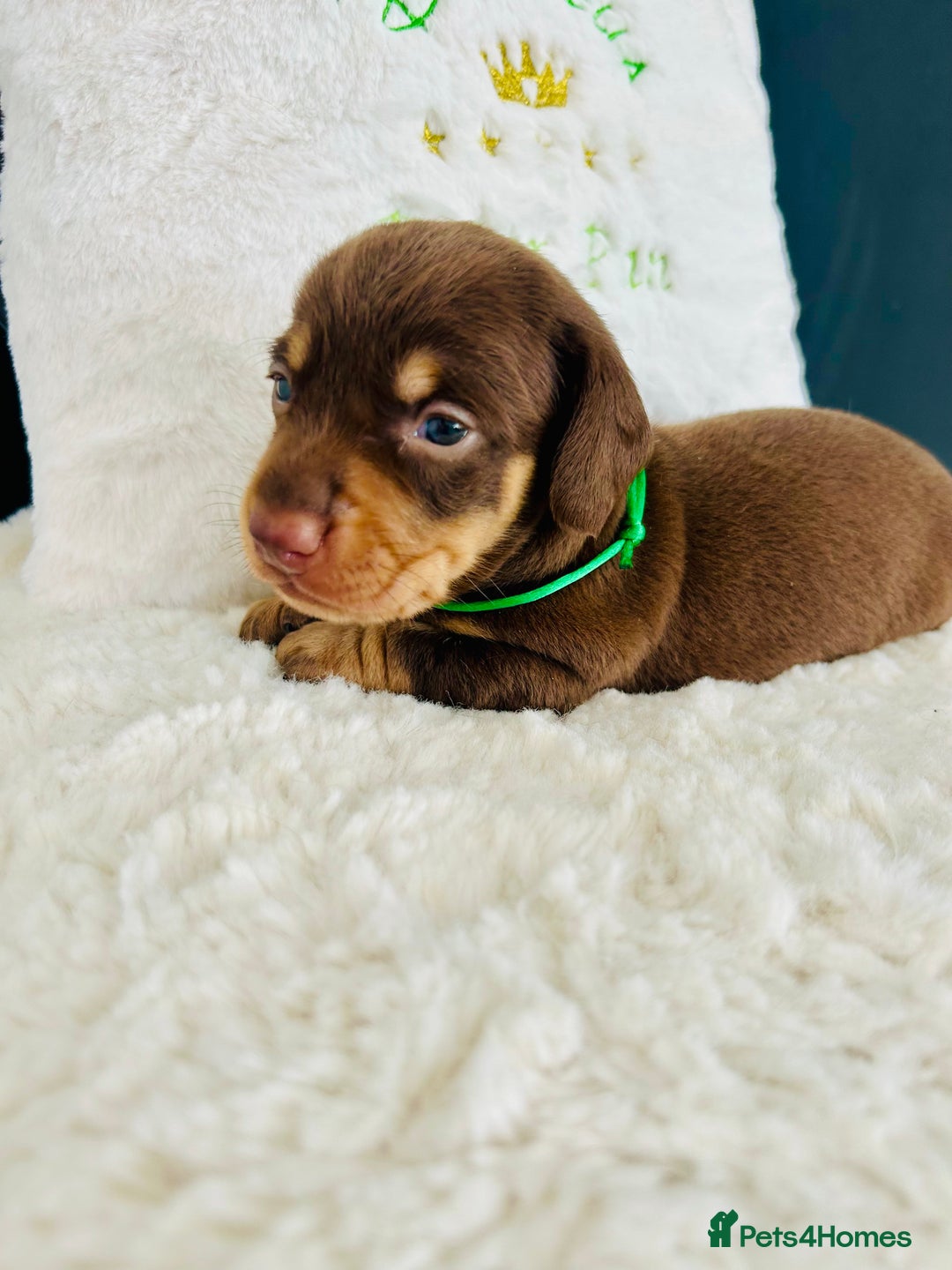 Miniature Dachshund dogs for sale: Outstanding Litter 5 Star Breeder ⭐️⭐️⭐️⭐️⭐️ - Image 12