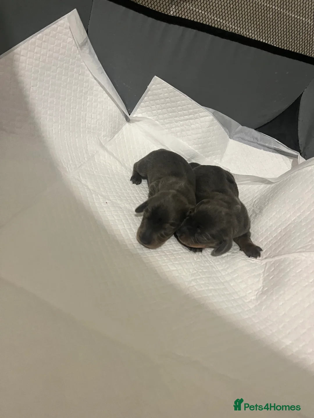 Miniature Dachshund dogs for sale: Gorgeous litter of mini dachshund puppies❤️ - Advert 7