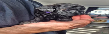 Aubergine purple collar