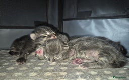 Maine Coon cats for sale: Stunning litter of maine coon kittens  - Advert 31