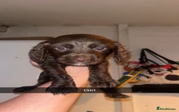 Cocker Spaniel dogs for sale: 7 pups 4 girls 3 boys  - Image 12