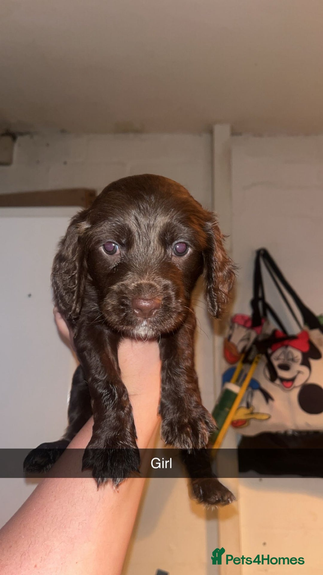 Cocker Spaniel dogs for sale: 7 pups 4 girls 3 boys  - Image 12