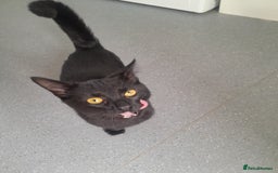 Domestic Shorthair cats for sale: 2 Beautiful boys need rehoming - Image 7