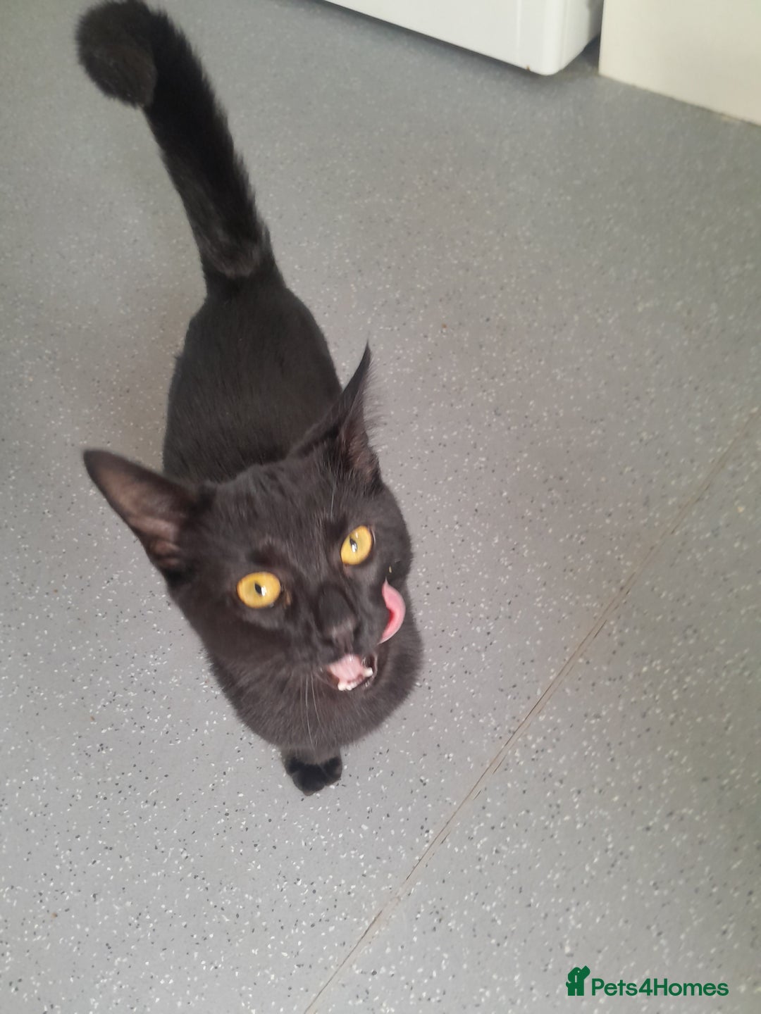 Domestic Shorthair cats for sale: 2 Beautiful boys need rehoming - Image 7