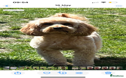 Cockapoo dogs for sale: Cockapoo puppies for Sale - Image 4