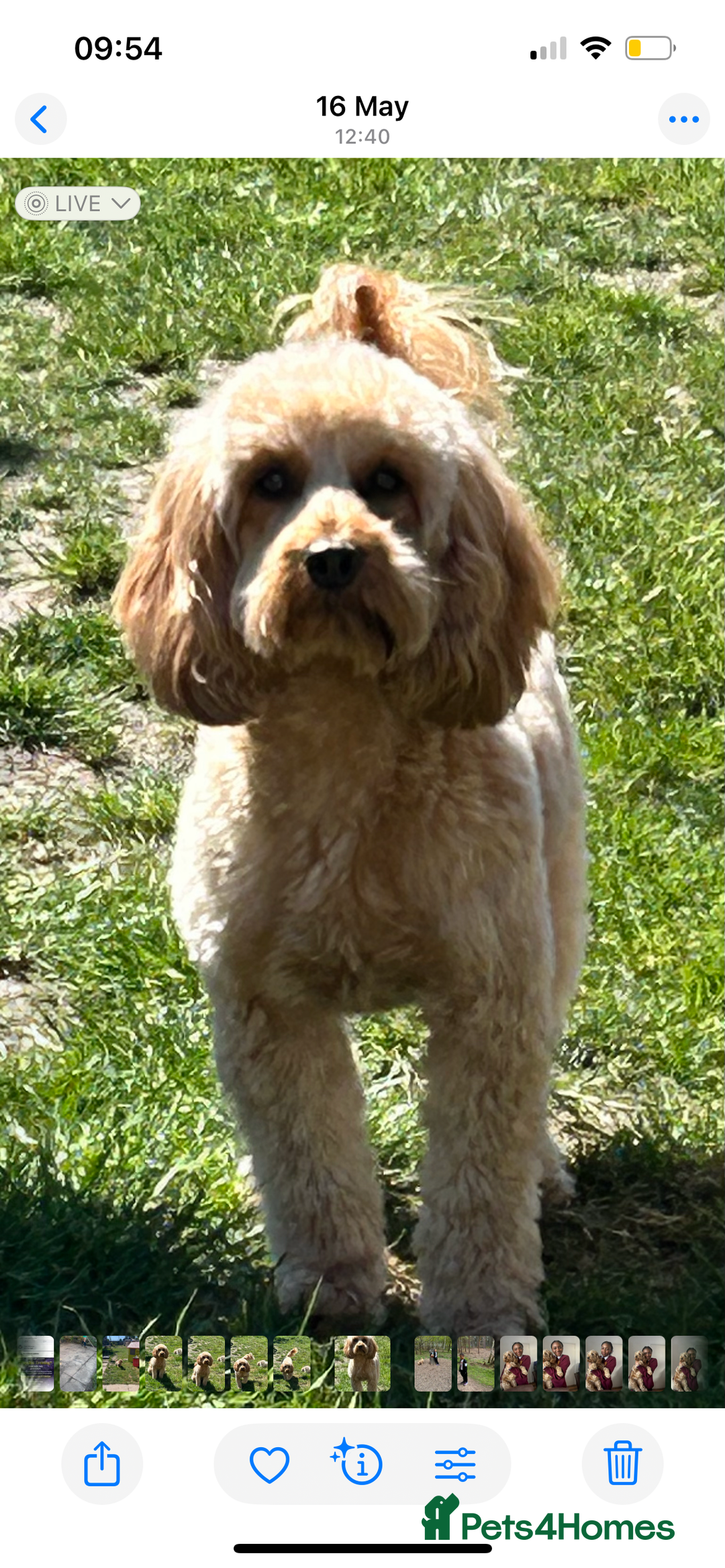 Cockapoo dogs for sale: Cockapoo puppies for Sale - Image 4