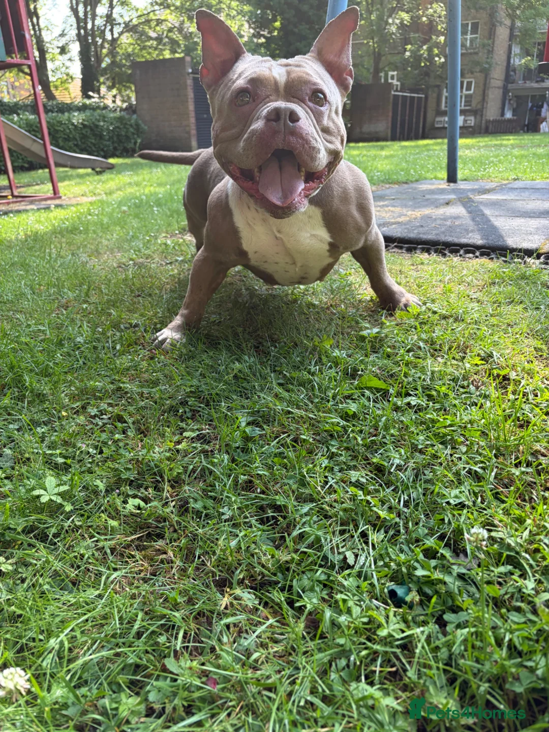 American Bully dogs for sale: American Bully Female ABKC - Advert 2