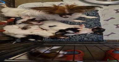 Papillon dogs - Advert 12