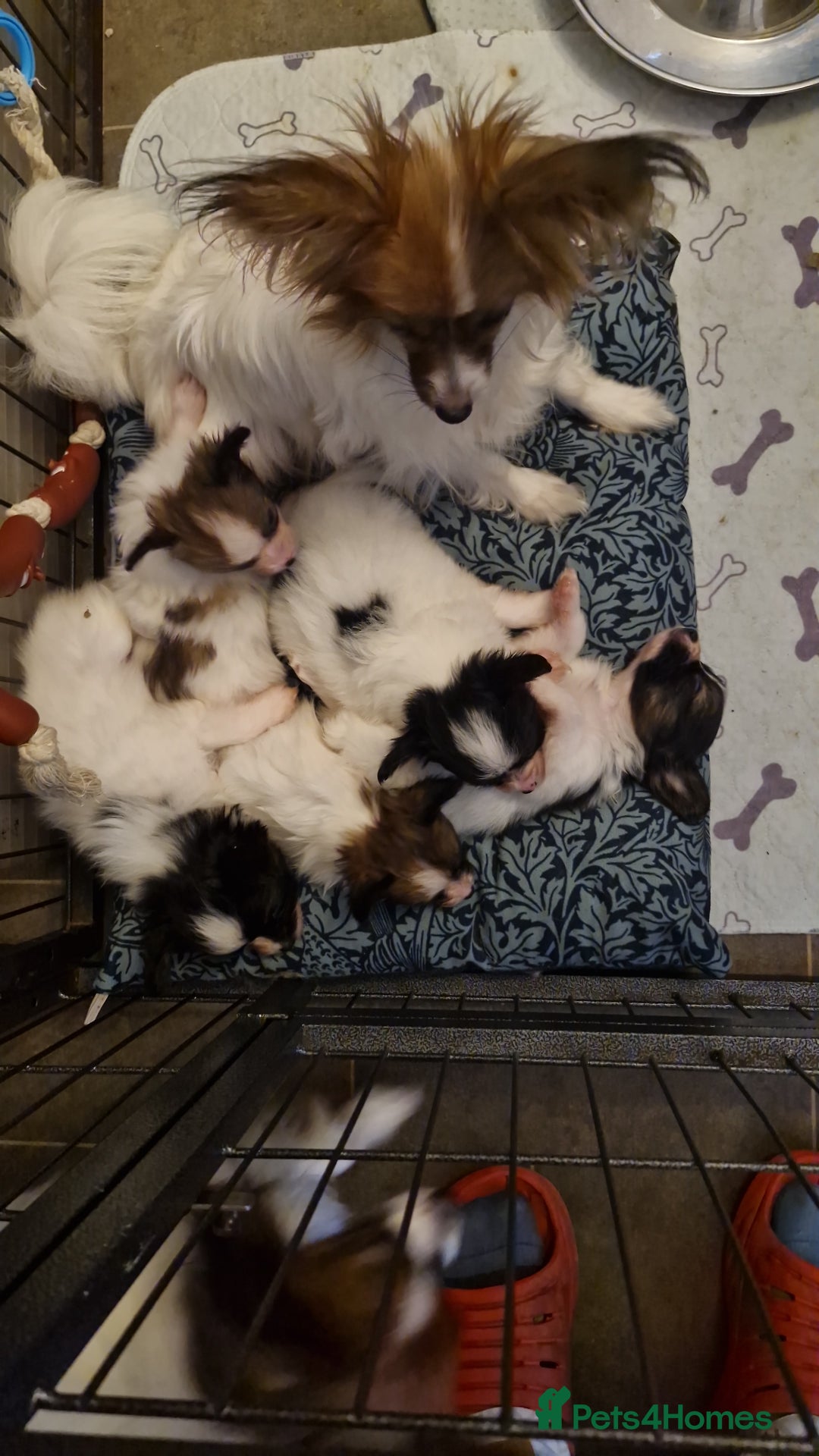 Papillon dogs for sale: KC Papillon. DNA health tested parents - Image 2