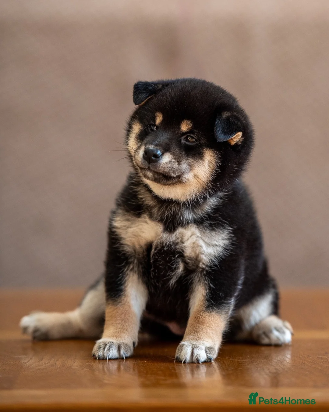 Japanese Shiba Inu dogs for sale: ❤️ Fall in Love with a Shiba Girl — Reduced Price - Advert 38