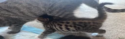 Mixed Breed cats for sale: Gorgeous kittens 🐱  - Advert 5