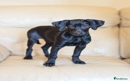 Mixed Breed dogs for adoption: Lively Little Bean - Image 4