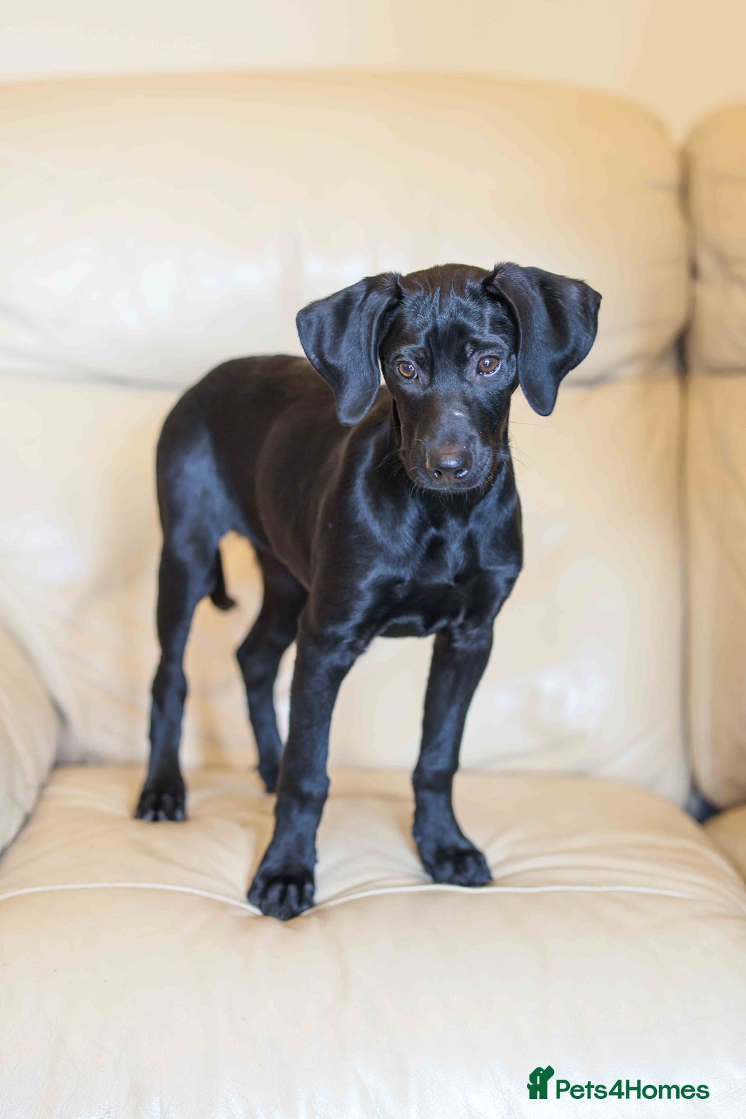 Mixed Breed dogs for adoption: Lively Little Bean - Image 4