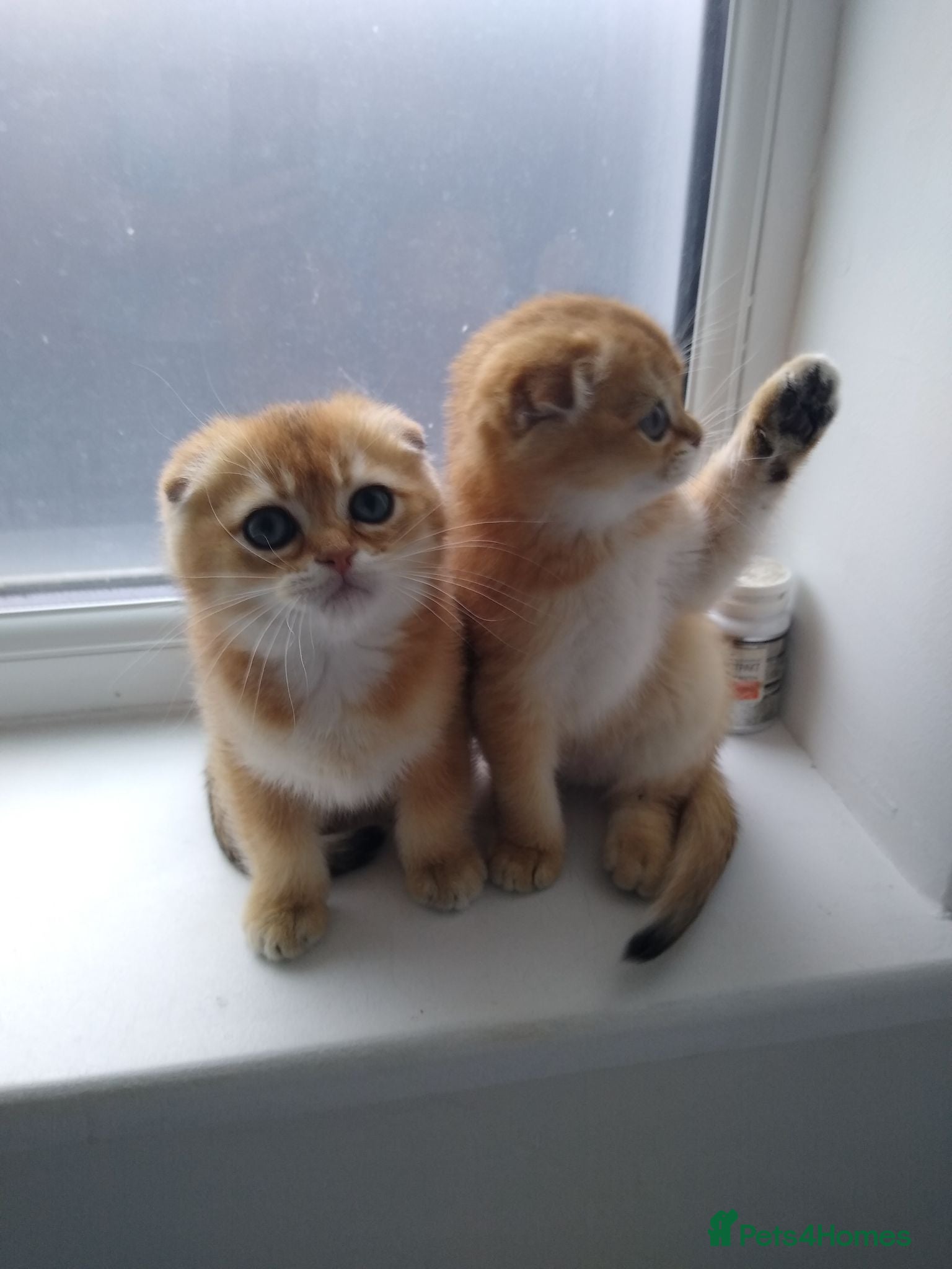 Scottish Fold cats Cute 🥰 Scottish fold TICA register  - Advert 15