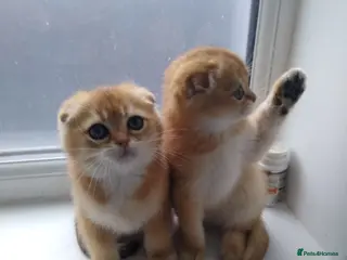 Scottish Fold cats Cute 🥰 Scottish fold TICA register - Advert 15