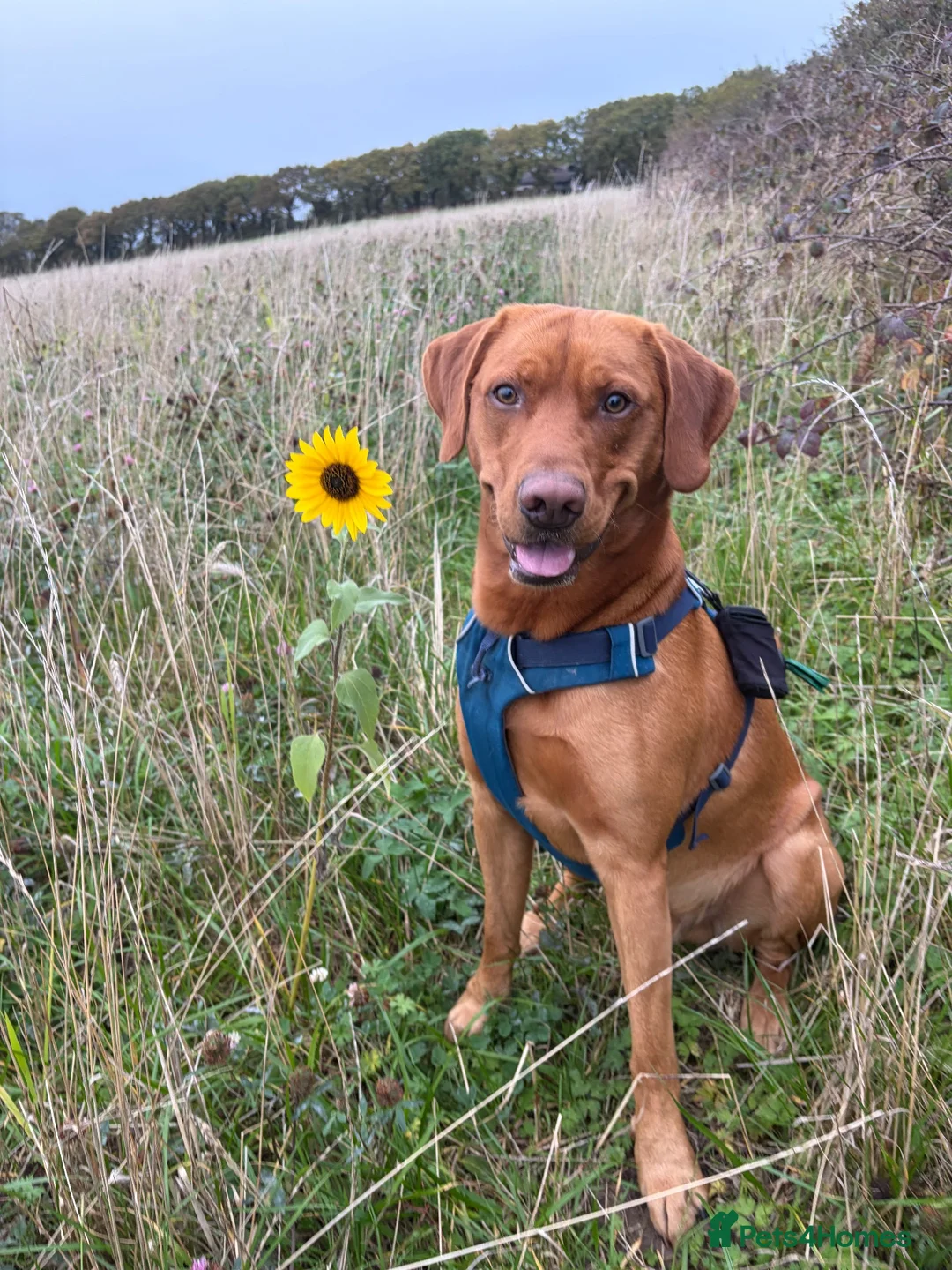 Labrador Retriever dogs for stud: Fox Red Labrador Retriever Stud – Bailey - Advert 2