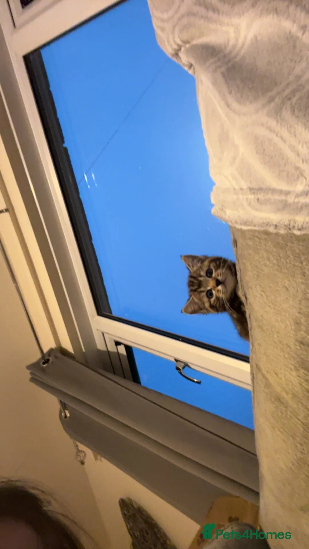 Mixed Breed cats for sale: 2 cats for rehoming  in Porth - Advert 2