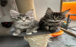 Maine Coon cats for sale: Pedigree TICA Registered Maine Coon Kittens - Image 8