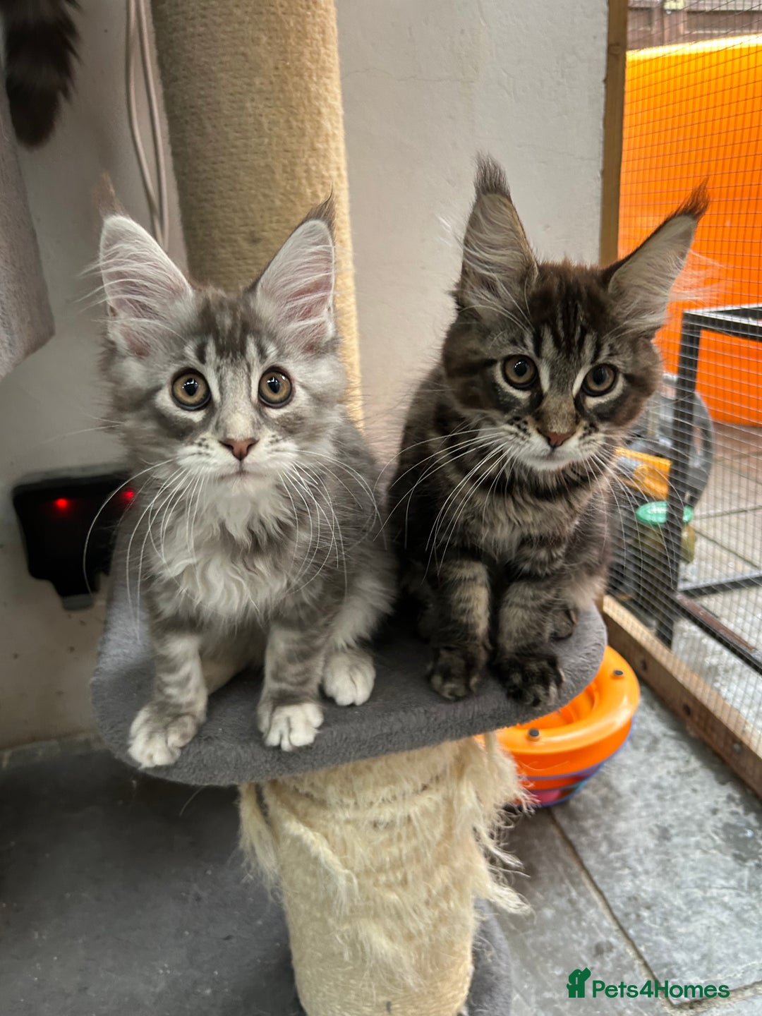 Maine Coon cats for sale: Pedigree TICA Registered Maine Coon Kittens - Image 8