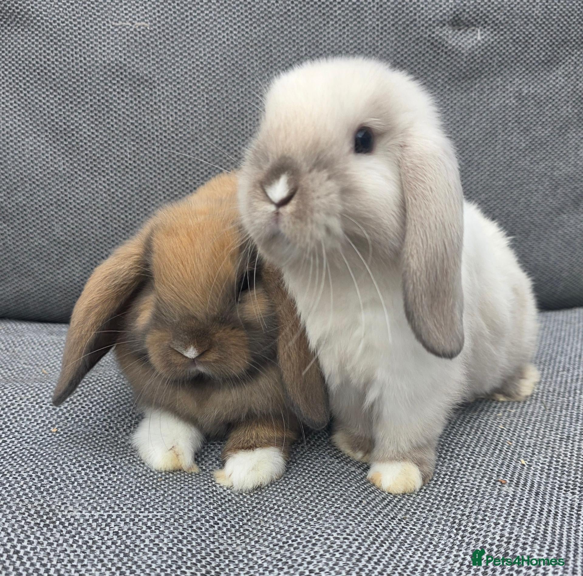 Mini Lop rabbits 3 Baby mini lops ready to reserve - Advert 2