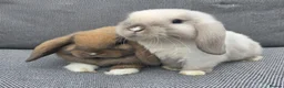 Mini Lop rabbits for sale: 3 Baby mini lops ready to reserve - Advert 2