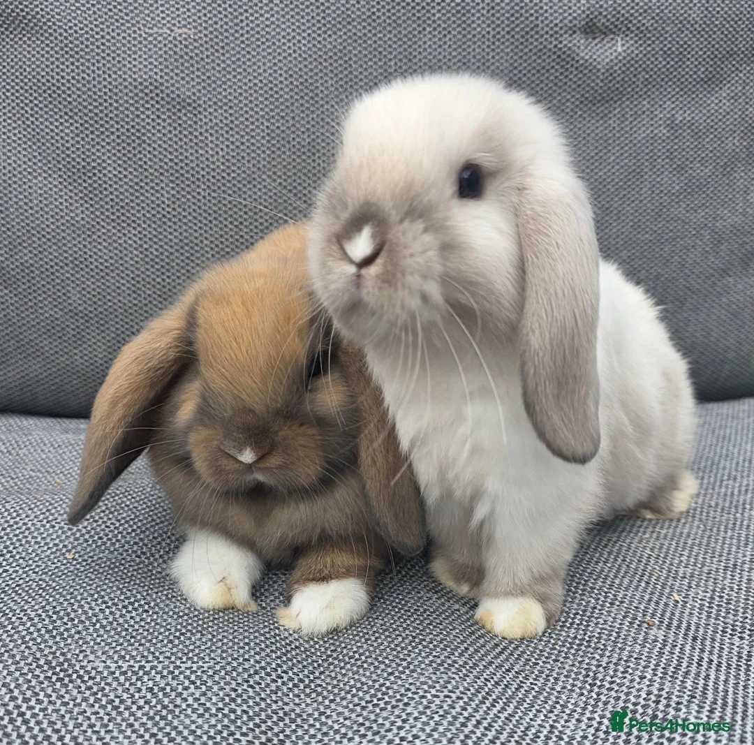 Mini Lop rabbits for sale: 3 Baby mini lops ready to reserve - Advert 2