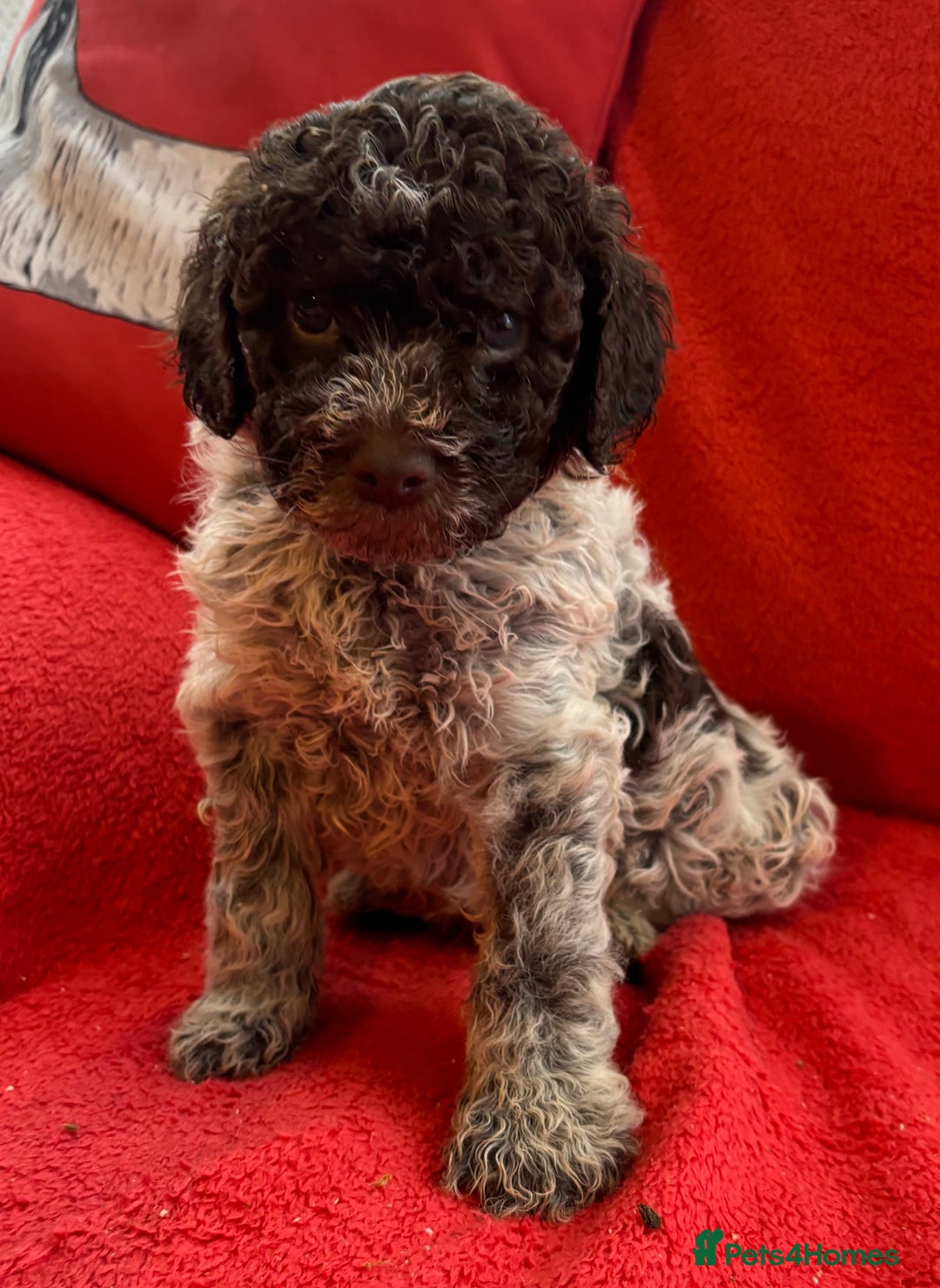 Lagotto Romagnolo dogs for sale: KC Registered Lagotto Puppies (⭐️⭐️⭐️⭐️⭐️ Breeder) - Advert 17