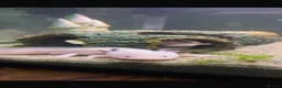 Axolotl reptiles for sale: White Axolotl  in Bristol - Advert 4
