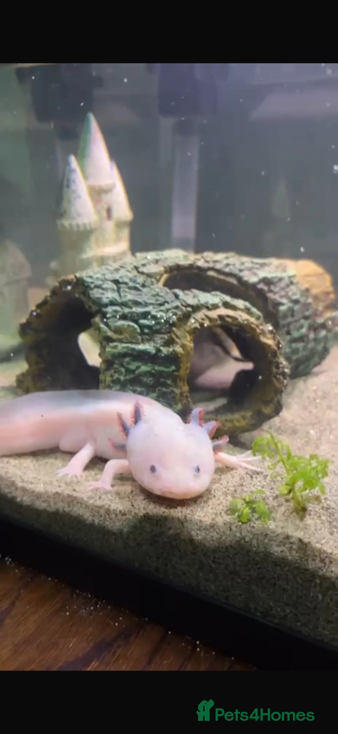Axolotl reptiles for sale: White Axolotl  in Bristol - Advert 4