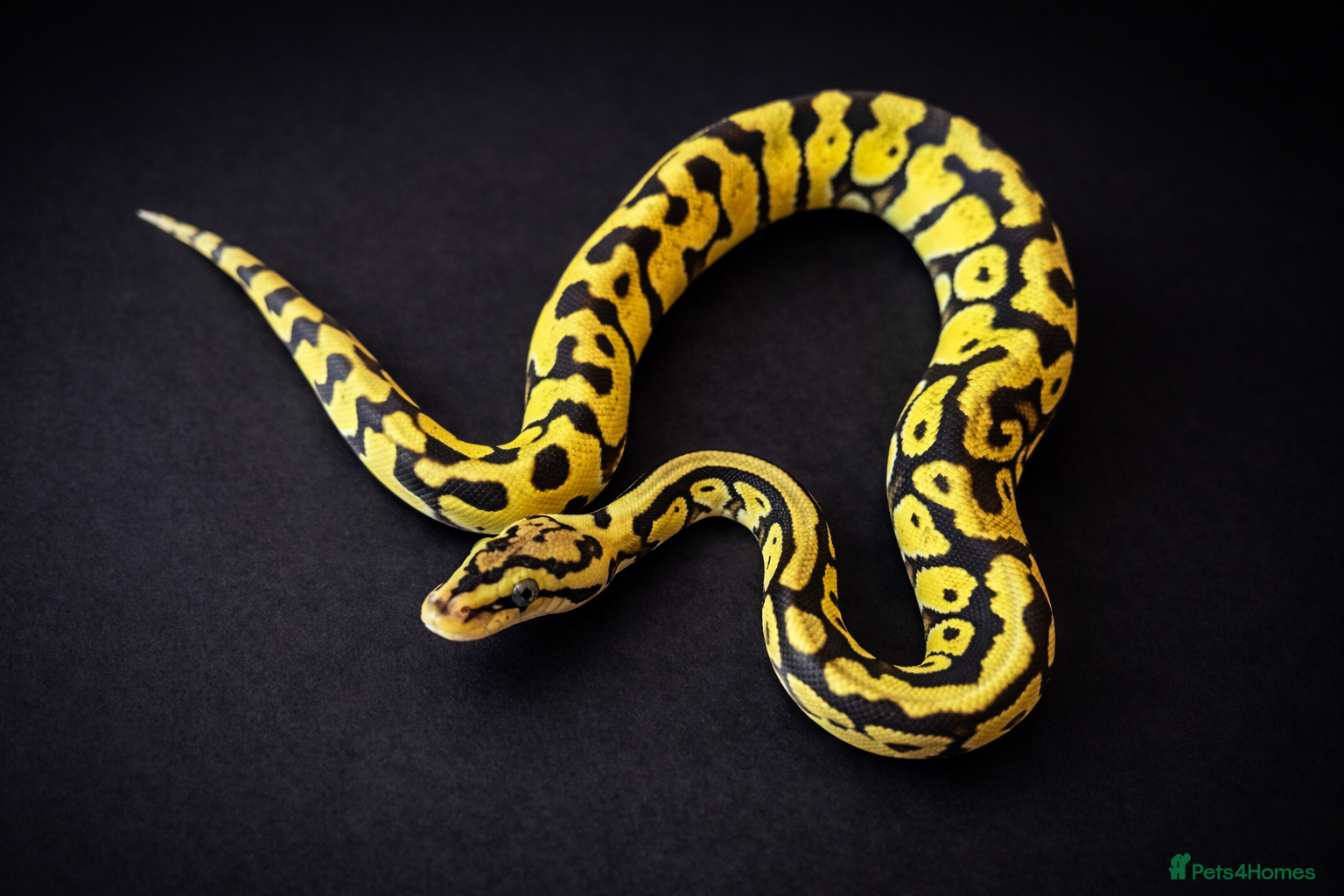 Python Snake reptiles £50 TODAY ONLY!!! Ball Pythons Available -  - Advert 4