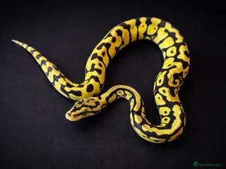 Python Snake reptiles £50 TODAY ONLY!!! Ball Pythons Available - - Advert 4